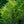 Load image into Gallery viewer, Amur Maple
