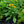 Load image into Gallery viewer, Flame Minibeckia Black-Eyed Susan