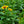 Load image into Gallery viewer, Flame Minibeckia Black-Eyed Susan