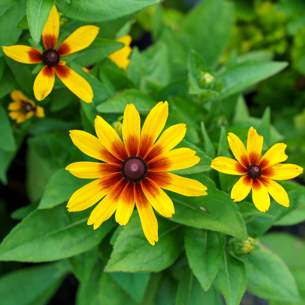 Minibeckia Flame Black-Eyed Susan – Plant Detectives