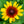 Load image into Gallery viewer, Flame Minibeckia Black-Eyed Susan