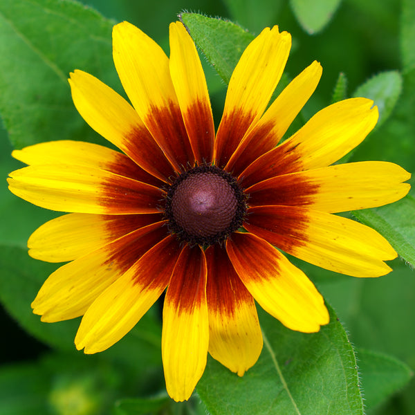 Flame Minibeckia Black-Eyed Susan