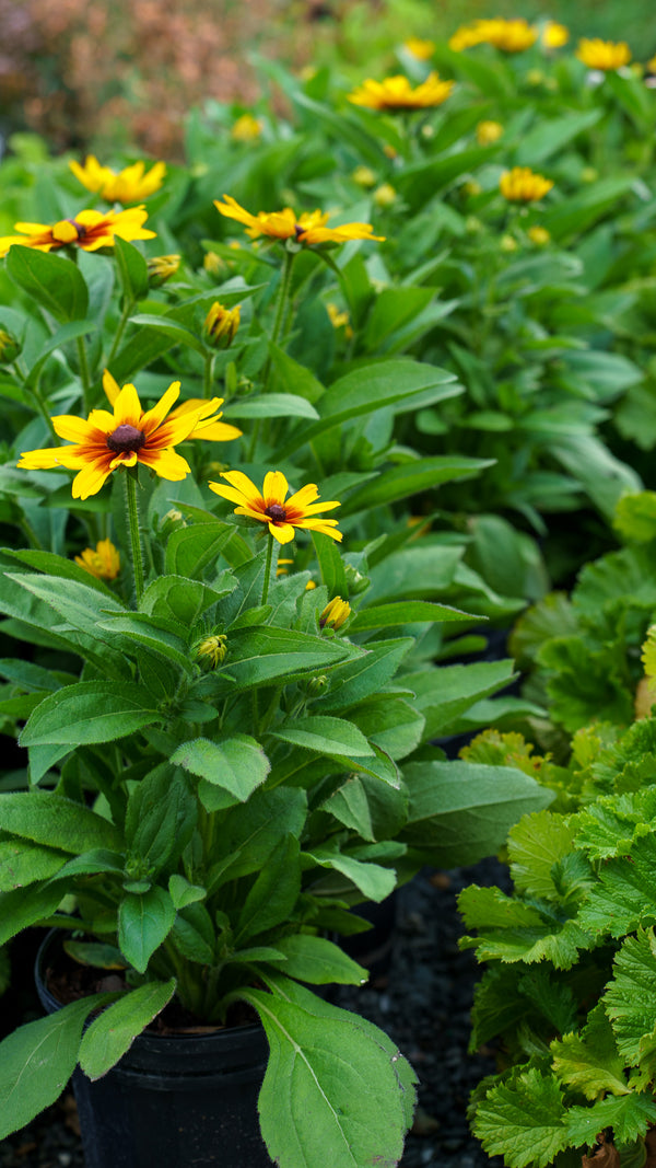 Flame Minibeckia Black-Eyed Susan