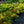 Load image into Gallery viewer, Flame Creeper Azalea