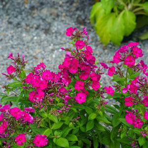 Flame Purple Tall Garden Phlox
