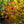Load image into Gallery viewer, Flame Thrower Redbud - Redbud - Flowering Trees