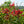 Load image into Gallery viewer, Flame Thrower Redbud - Redbud - Flowering Trees