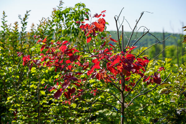 Flame Thrower Redbud - Redbud - Flowering Trees