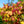 Load image into Gallery viewer, Flame Thrower Redbud - Redbud - Flowering Trees