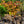Load image into Gallery viewer, Flame Thrower Redbud - Redbud - Flowering Trees