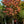 Load image into Gallery viewer, Flame Thrower Eastern Redbud