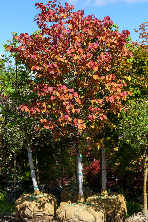 Flame Thrower Eastern Redbud