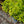Load image into Gallery viewer, Flaming Silver Pieris
