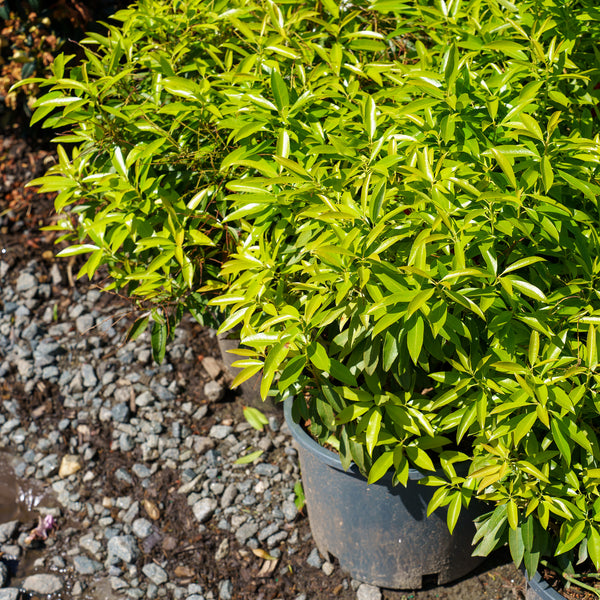 Flaming Silver Pieris