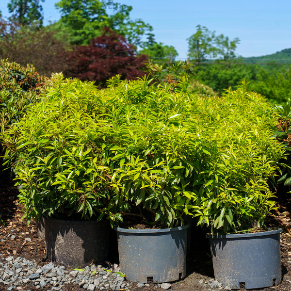 Flaming Silver Pieris