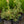 Load image into Gallery viewer, Flaming Silver Pieris