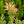 Load image into Gallery viewer, Flaming Silver Pieris