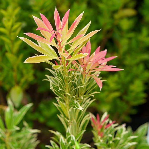 Flaming Silver Pieris