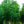 Load image into Gallery viewer, Flashfire Sugar Maple - Maple - Shade Trees