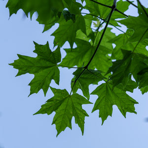 Flashfire Sugar Maple