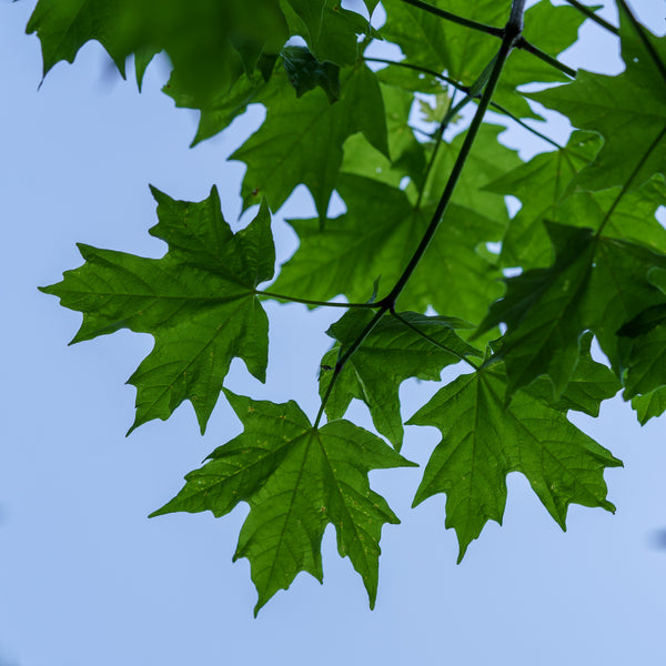 Flashfire Sugar Maple