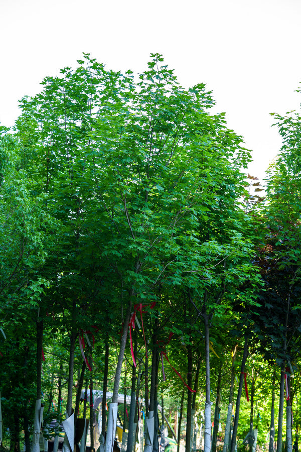 Flashfire Sugar Maple