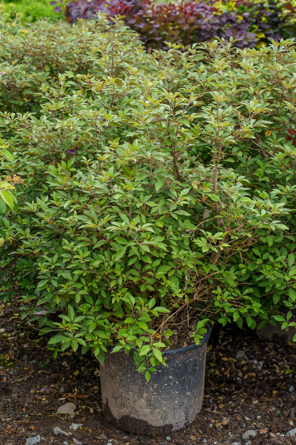 Flip Side Chaste Tree