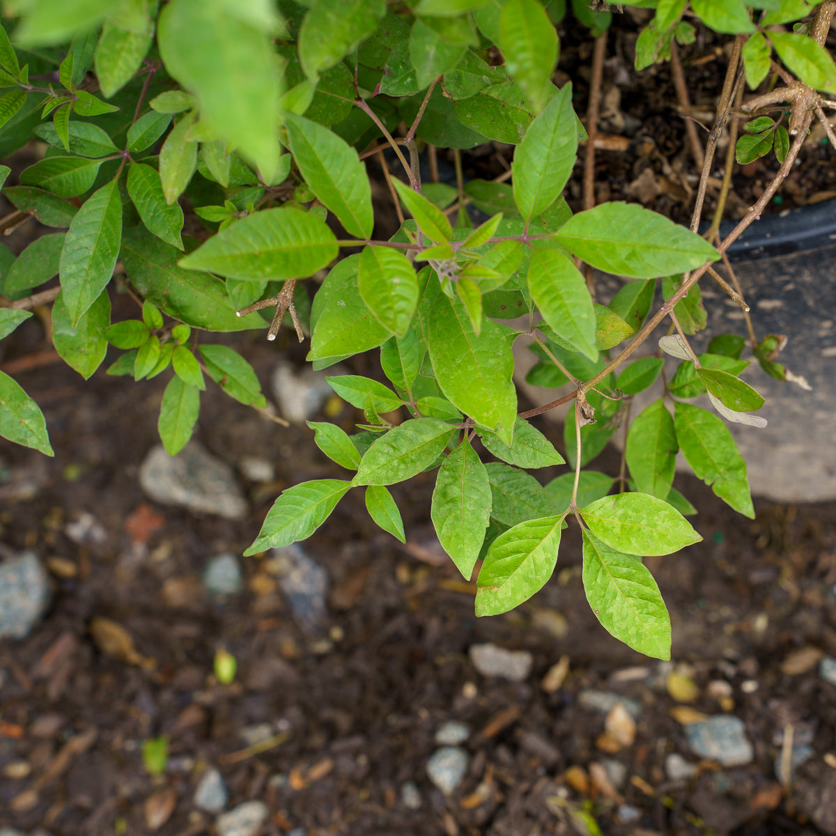 Flip Side Chaste Tree – Plant Detectives