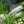 Load image into Gallery viewer, Floristan White Blazing Star