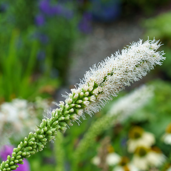 Floristan White Blazing Star