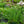 Load image into Gallery viewer, Floristan White Blazing Star