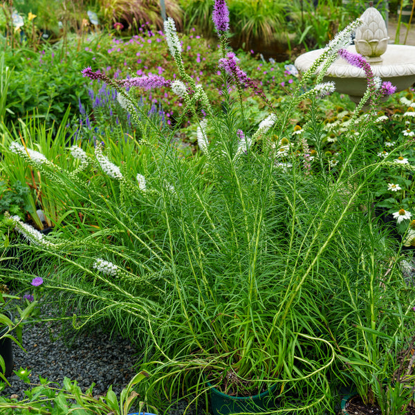 Floristan White Blazing Star
