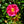 Load image into Gallery viewer, Flower Carpet Pink Supreme Rose