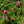 Load image into Gallery viewer, Flower Carpet Pink Supreme Rose