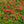Load image into Gallery viewer, Flower Carpet Red Rose