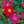 Load image into Gallery viewer, Flower Carpet Red Rose