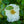 Load image into Gallery viewer, Flower Carpet White Rose