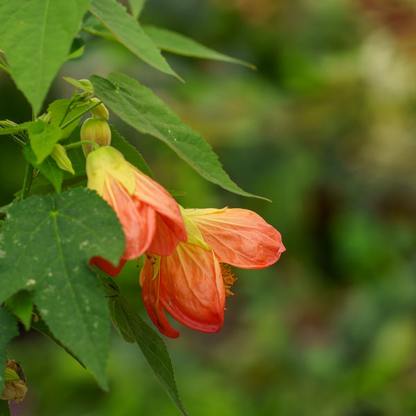 Flowering Maple
