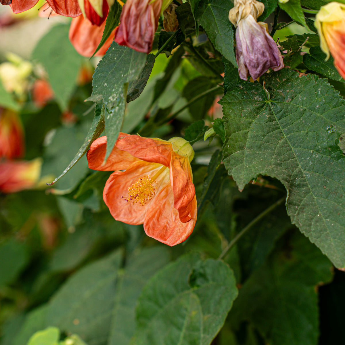 flowering maple indoor plant Flowering Maple – Plant Detectives
