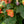 Load image into Gallery viewer, Flowering Maple