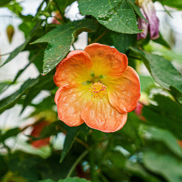 Flowering Maple