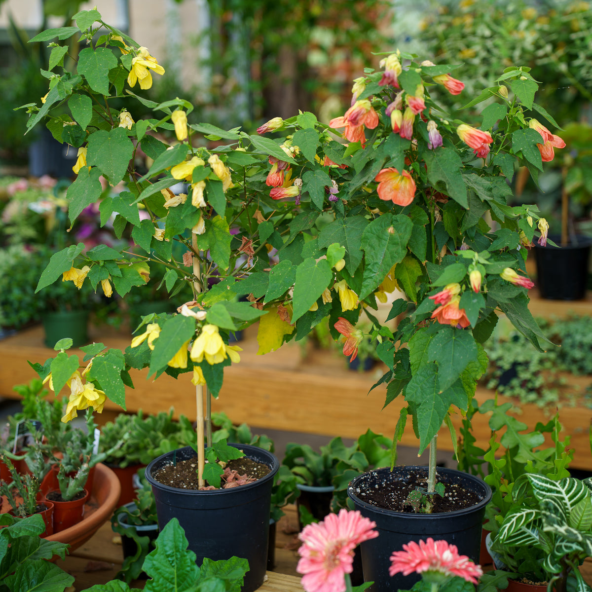 flowering maple indoor plant Flowering Maple – Plant Detectives