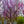 Load image into Gallery viewer, Forest Pansy Redbud - Redbud - Flowering Trees