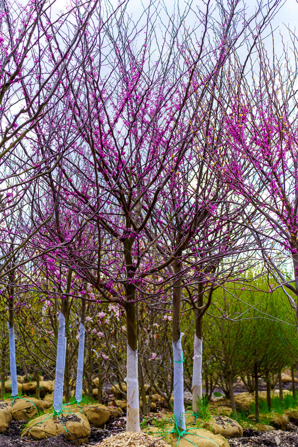 Forest Pansy Eastern Redbud
