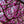 Load image into Gallery viewer, Forest Pansy Redbud - Redbud - Flowering Trees