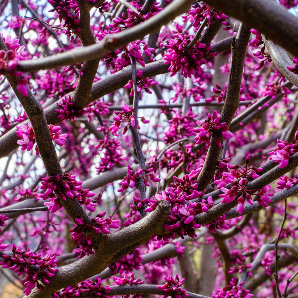 Forest Pansy Eastern Redbud