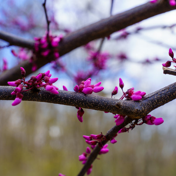 Forest Pansy Eastern Redbud