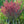Load image into Gallery viewer, Forest Pansy Redbud - Redbud - Flowering Trees