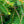 Load image into Gallery viewer, Formanek Norway Spruce - Spruce - Conifers