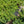 Load image into Gallery viewer, Formanek Norway Spruce